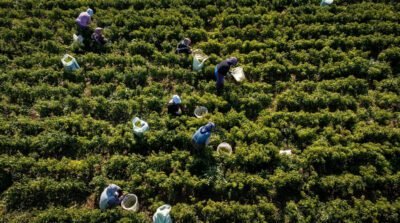 Personas cosechando cultivos en un campo.