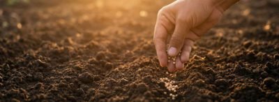 Mano depositando semillas sobre tierra.