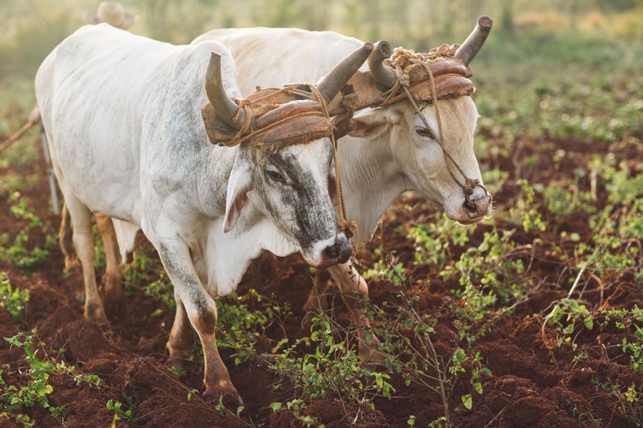 Arado tirado por bueyes sobre campo.