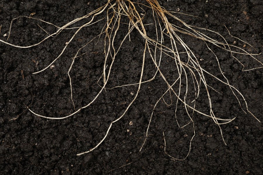 Raíces creciendo en la tierra.
